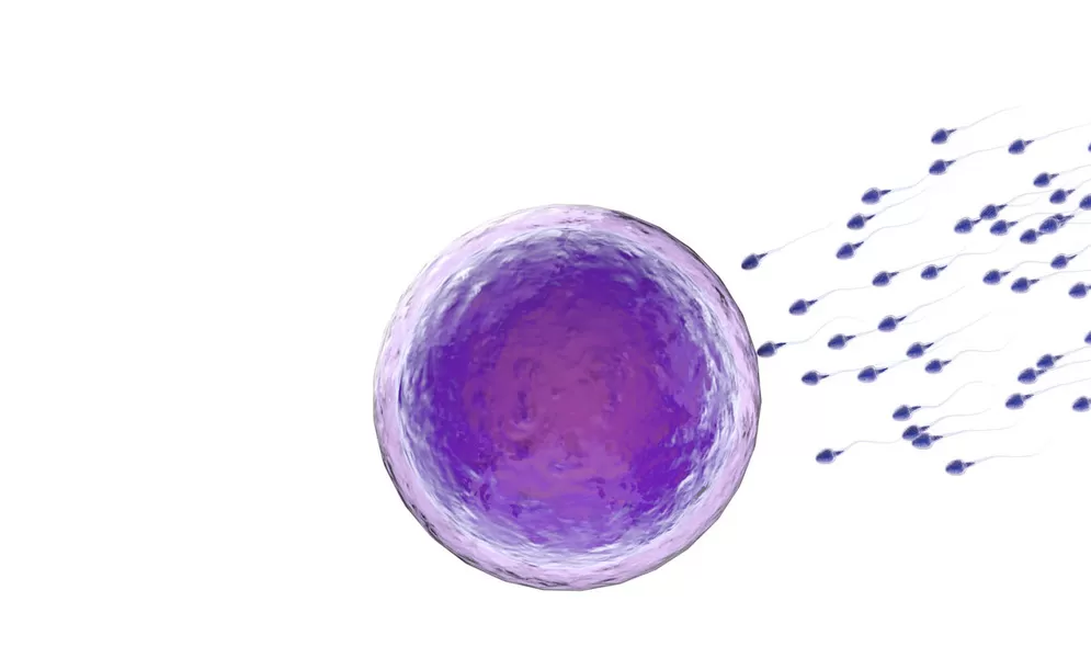Insemination bei Kinderwunsch © phonlamaiphoto - AdobeStock.com